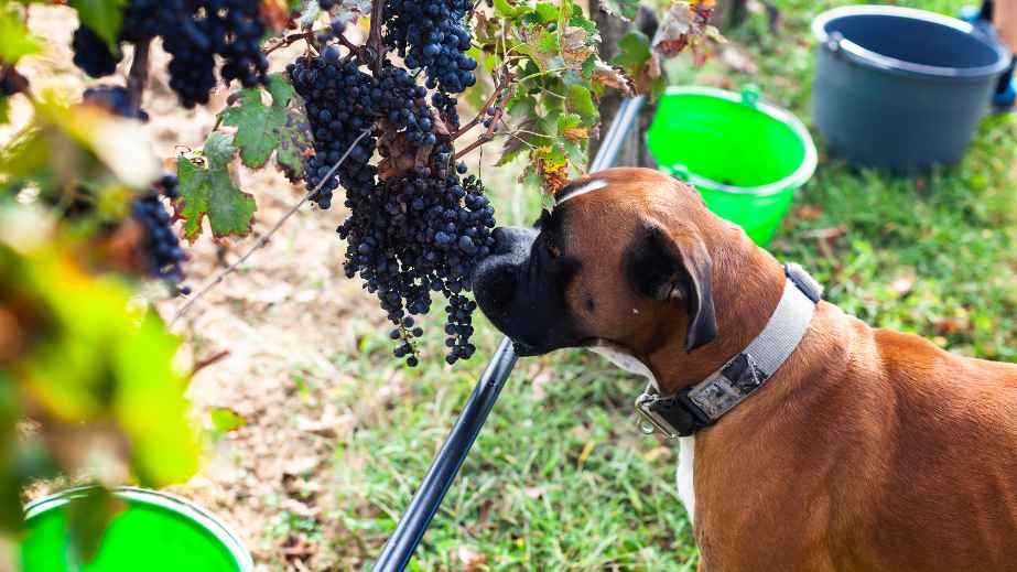 23 Household Items That Can Kill a Dog Instantly