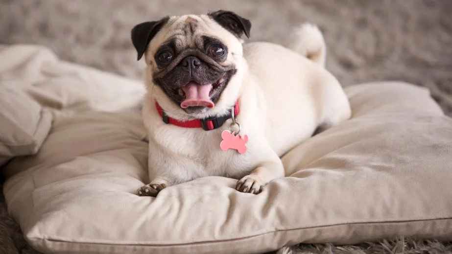 The 20 Best Dog Breeds for Families to Adopt