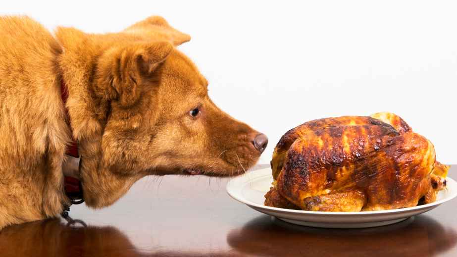 20 Human Foods Dogs Can Eat