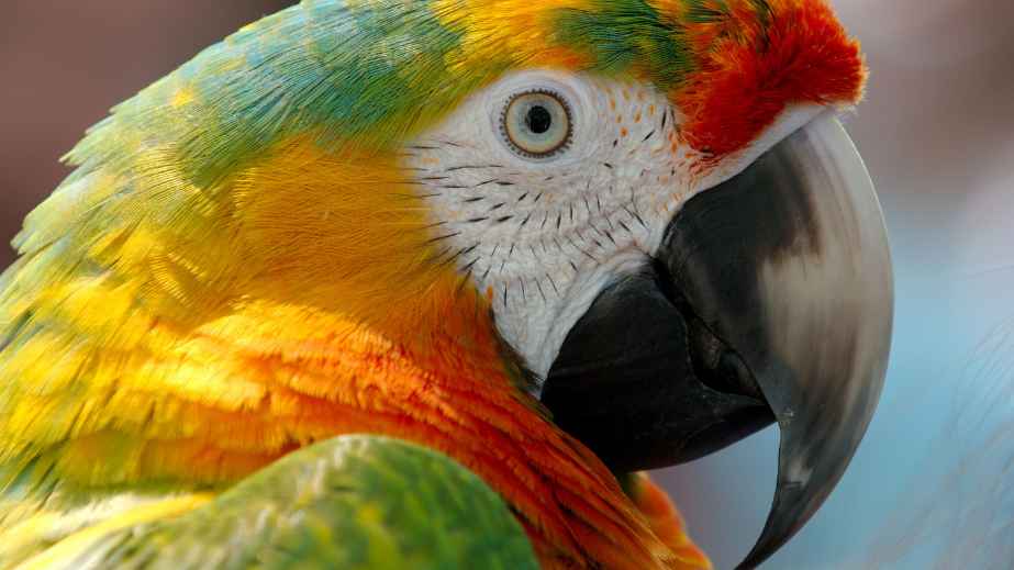 Beyond Cats and Dogs: 12 Unconventional Animals Kept as Pets