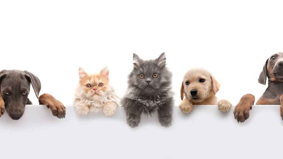 pets gate