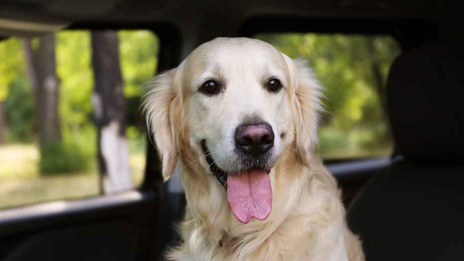 15 Tips for Surviving Road Trips With a Dog