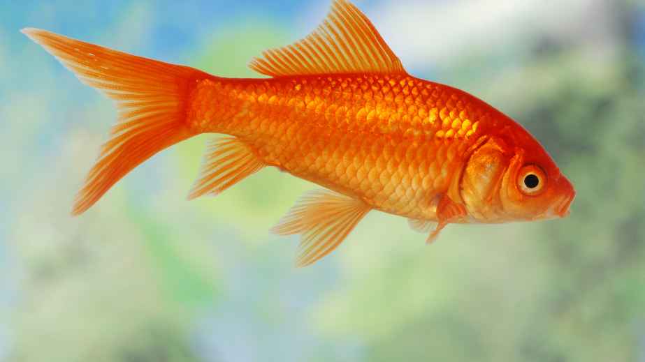 15 Misconceptions About Animals Perpetuated by Pop Culture