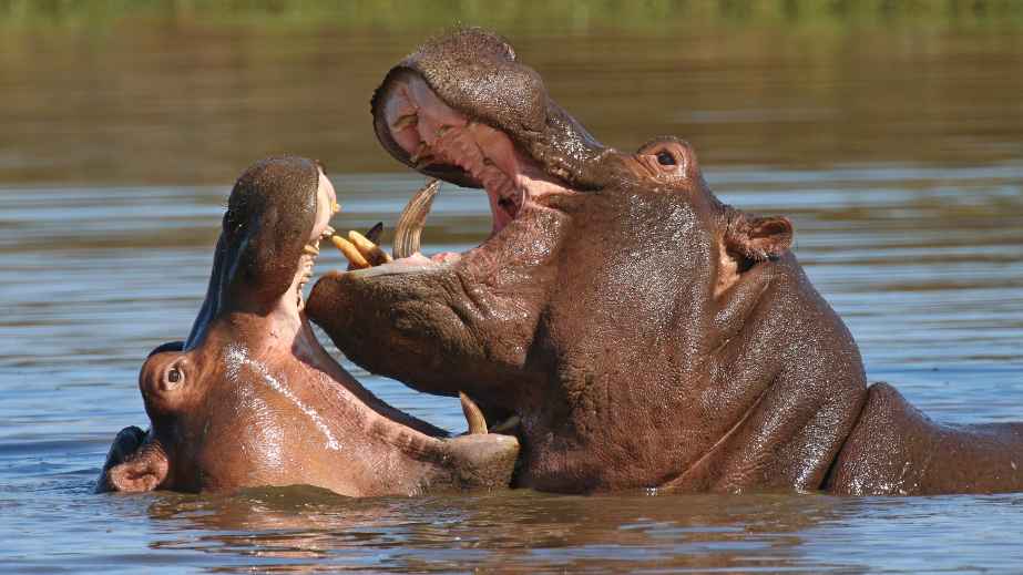 12 Animal Facts That Sound Fake, But Are 100% Legit