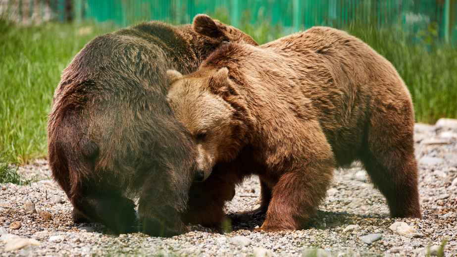 15 Misconceptions About Animals Perpetuated by Pop Culture