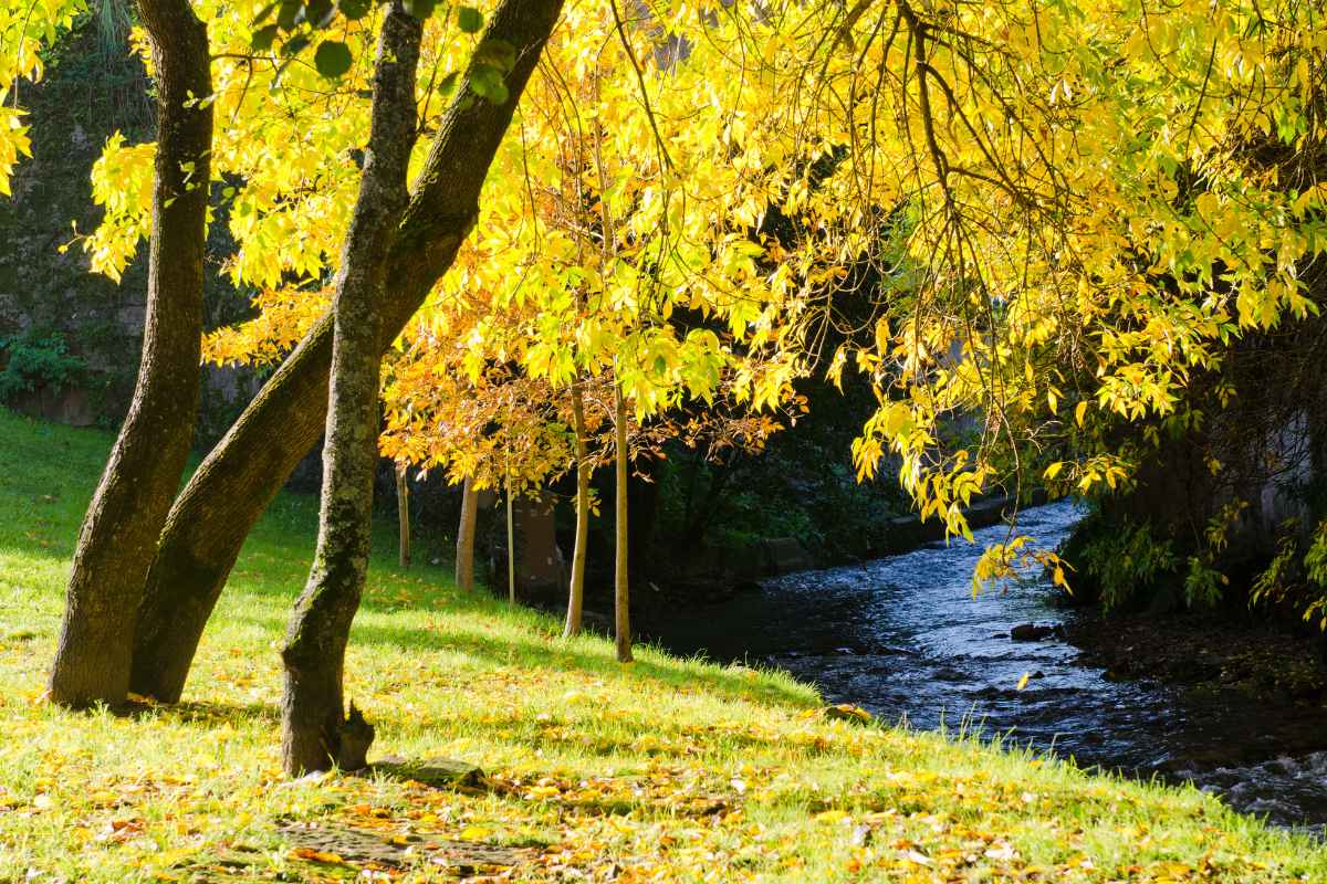 The 15 Worst Trees to Put in Your Yard, Ranked in Order
