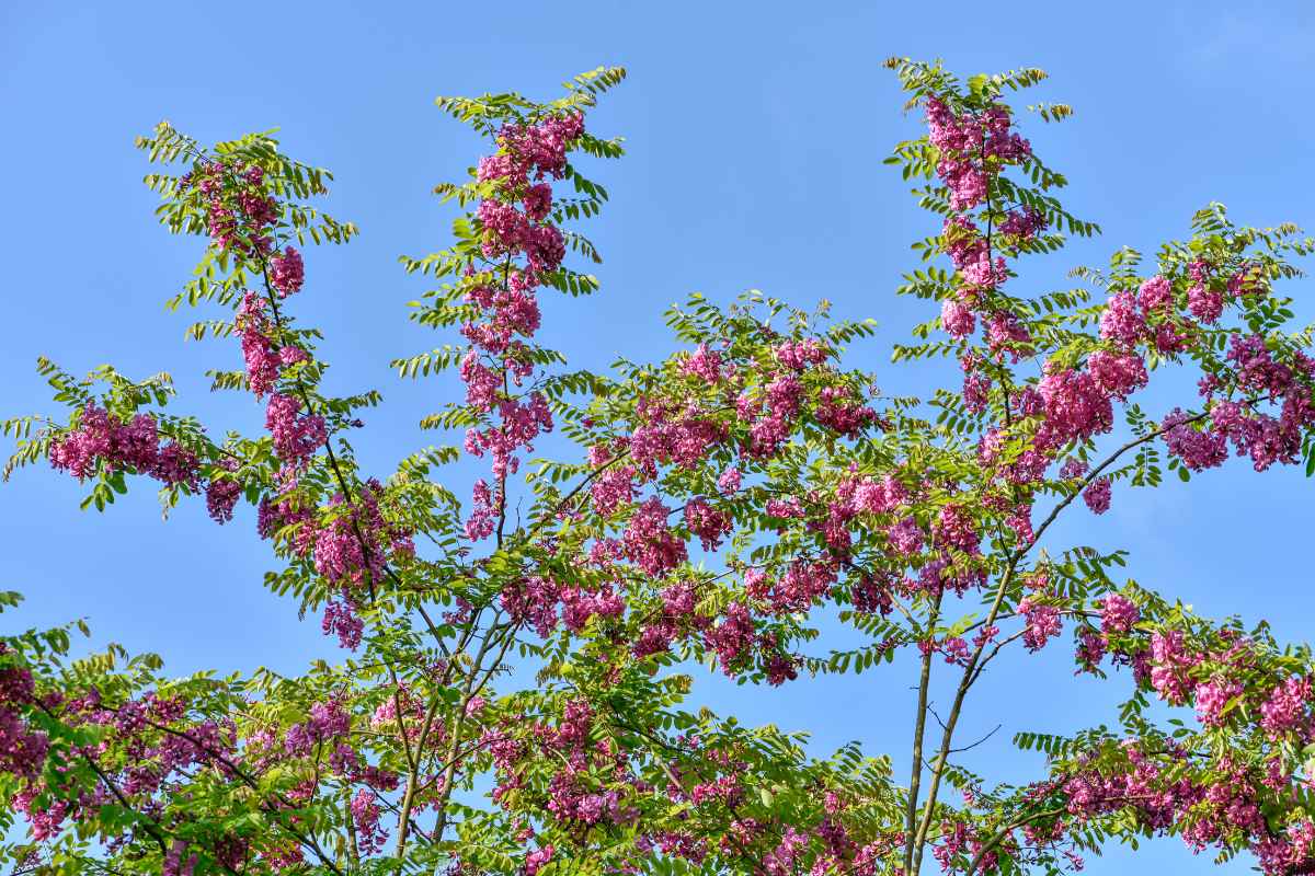The 15 Worst Trees to Put in Your Yard, Ranked in Order
