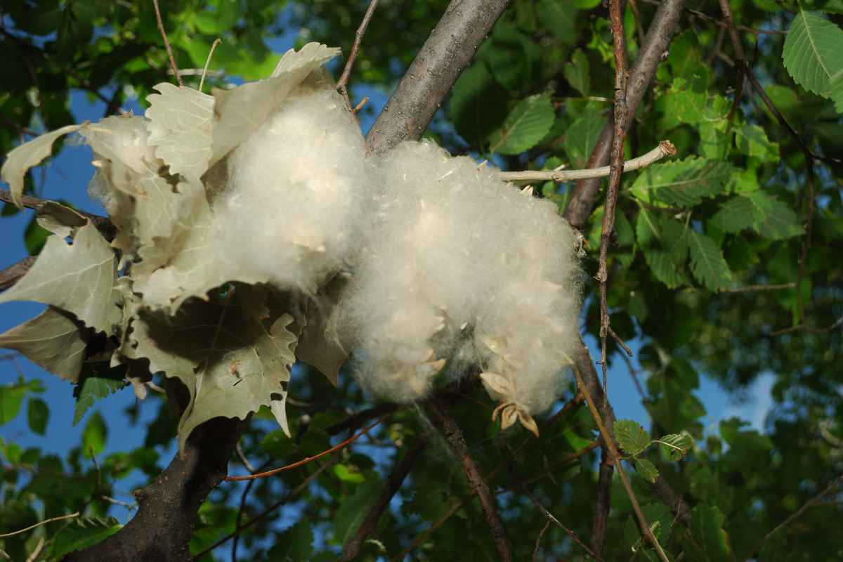 The 15 Worst Trees to Put in Your Yard, Ranked in Order