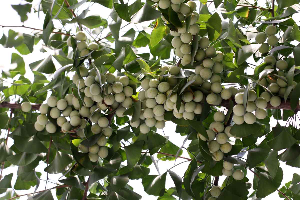 The 15 Worst Trees to Put in Your Yard, Ranked in Order
