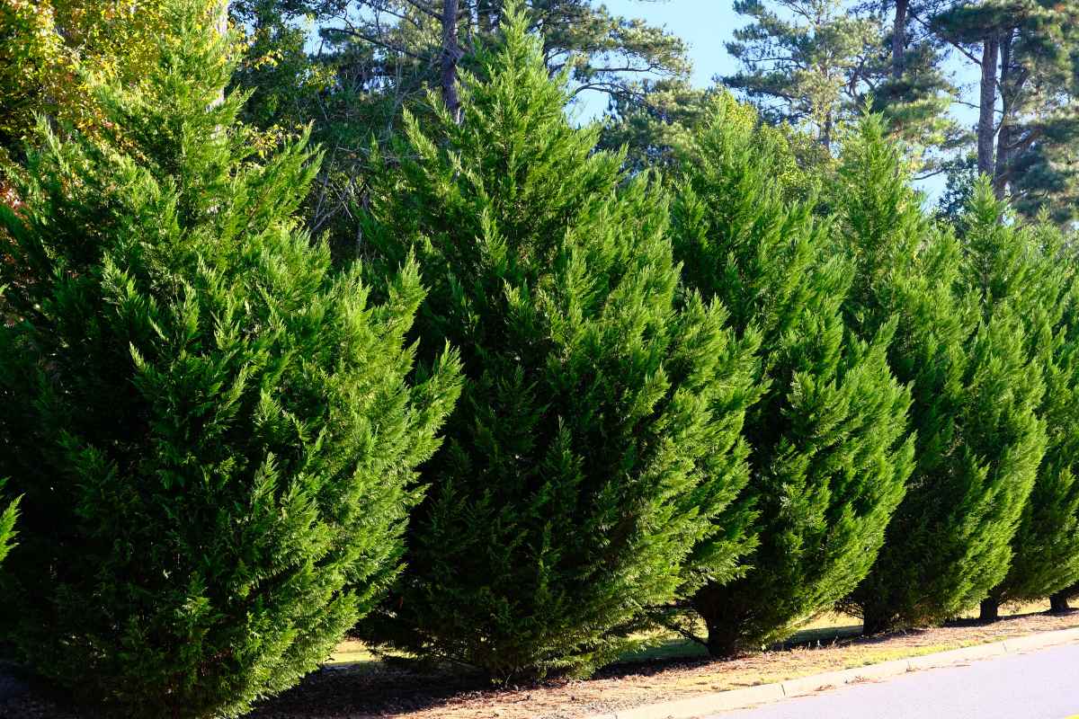 The 15 Worst Trees to Put in Your Yard, Ranked in Order