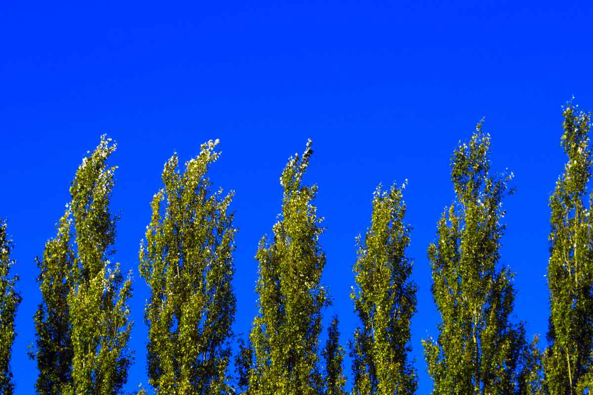 The 15 Worst Trees to Put in Your Yard, Ranked in Order