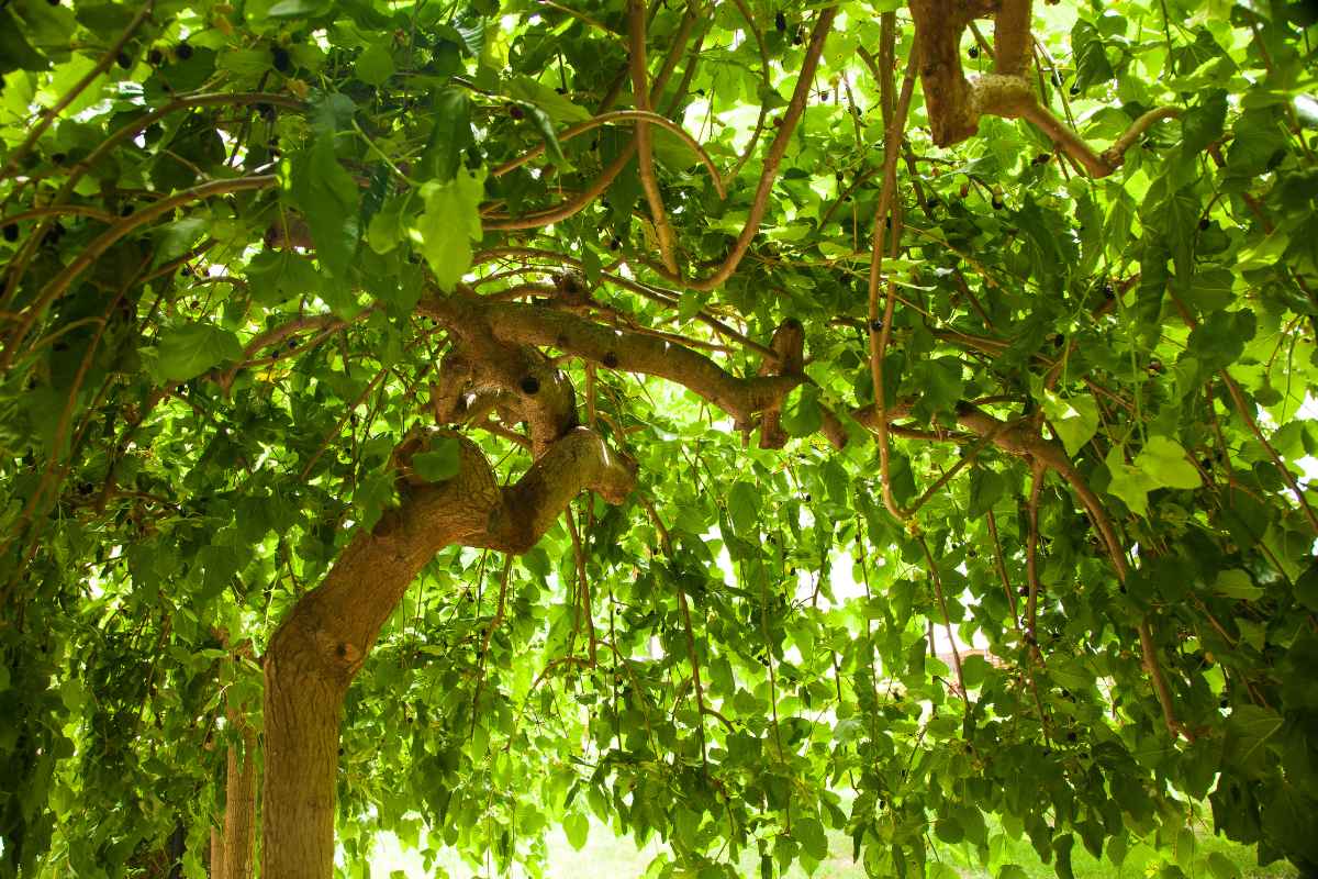 The 15 Worst Trees to Put in Your Yard, Ranked in Order