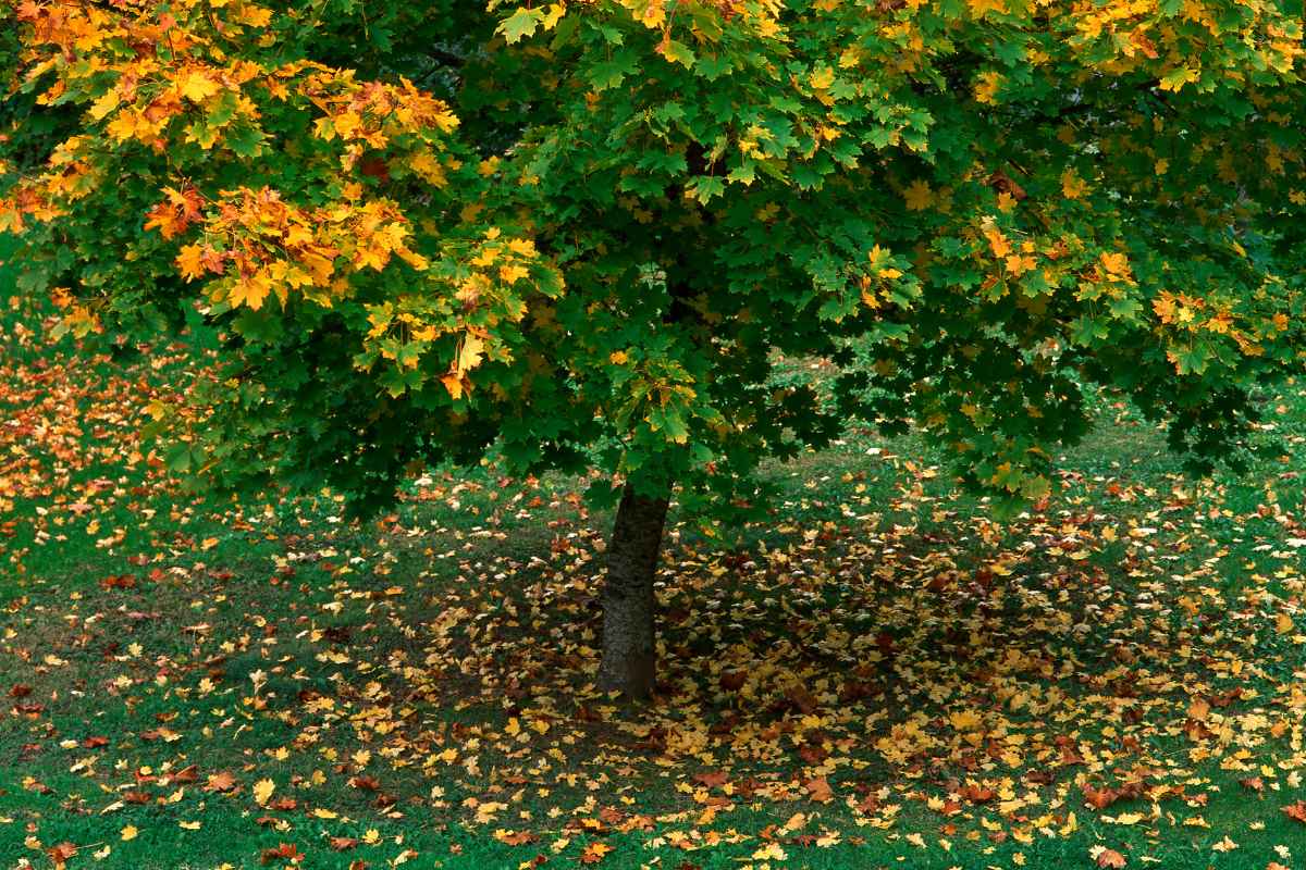 The 15 Worst Trees to Put in Your Yard, Ranked in Order