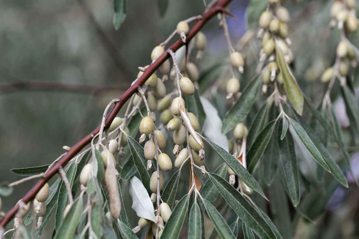 The 15 Worst Trees to Put in Your Yard, Ranked in Order