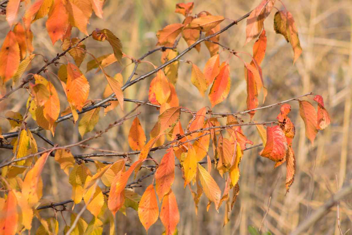 The 15 Worst Trees to Put in Your Yard, Ranked in Order