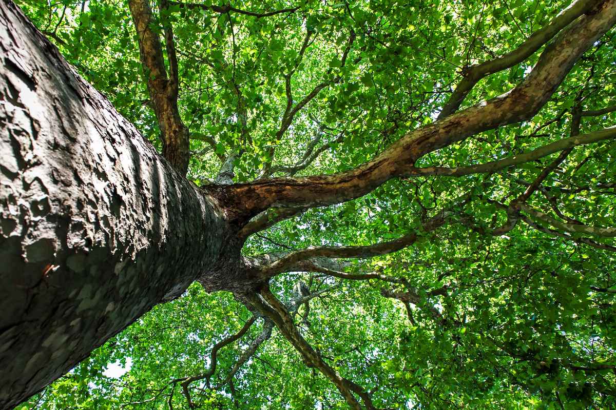 The 15 Worst Trees to Put in Your Yard, Ranked in Order