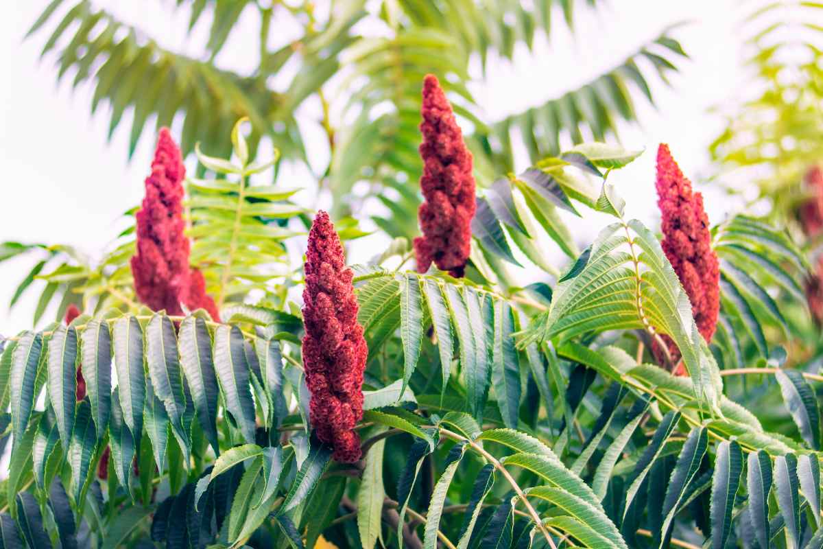 The 15 Worst Trees to Put in Your Yard, Ranked in Order