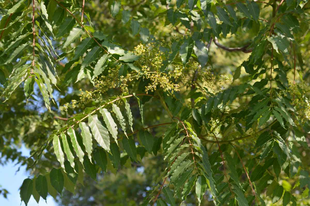 The 15 Worst Trees to Put in Your Yard, Ranked in Order