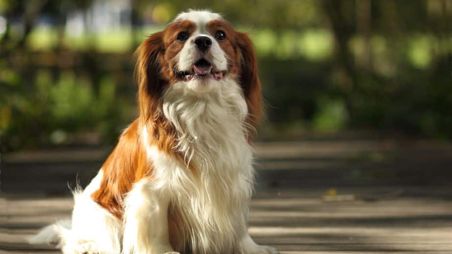 15 Best-Behaved Dog Breeds You Can Own