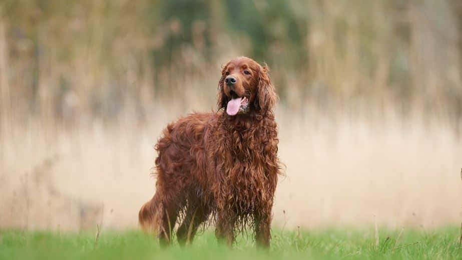 15 Best-Behaved Dog Breeds You Can Own
