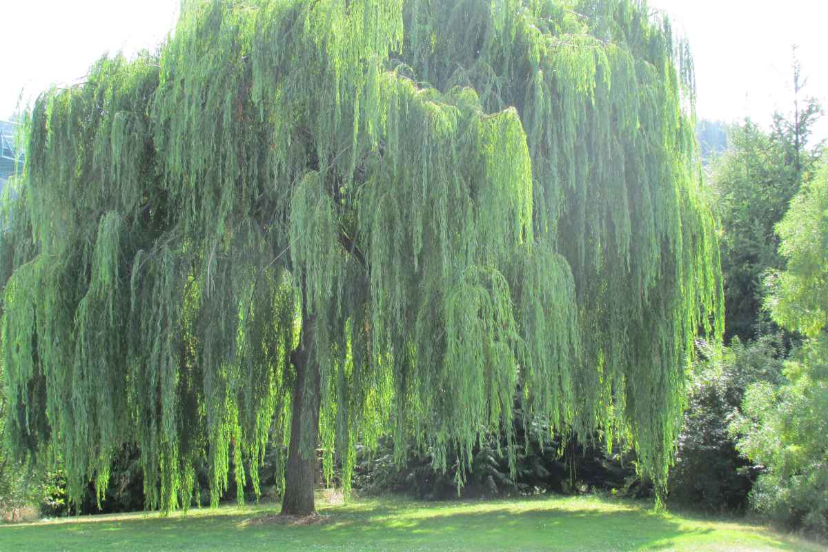 The 15 Worst Trees to Put in Your Yard, Ranked in Order