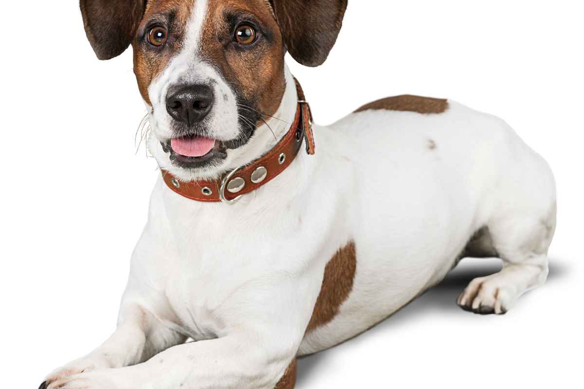 12 Things Human Do That Dogs Hate So Much