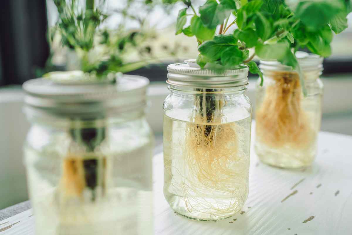 The Indoor Herb Garden Kit is an easy-to-use, compact kit that allows you to grow a variety of herbs, such as basil, parsley, and thyme, indoors. It's the perfect solution for those who want a lush garden in the comfort of their own home without the hassle of traditional gardening.