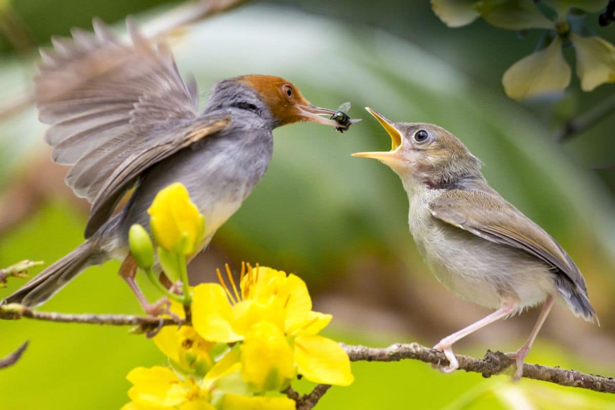 Avian-Friendly Garden