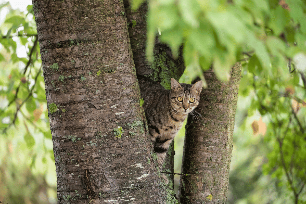 Free-roaming Cats: A Peril in Fur