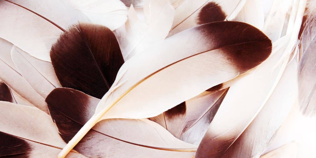 Feathers