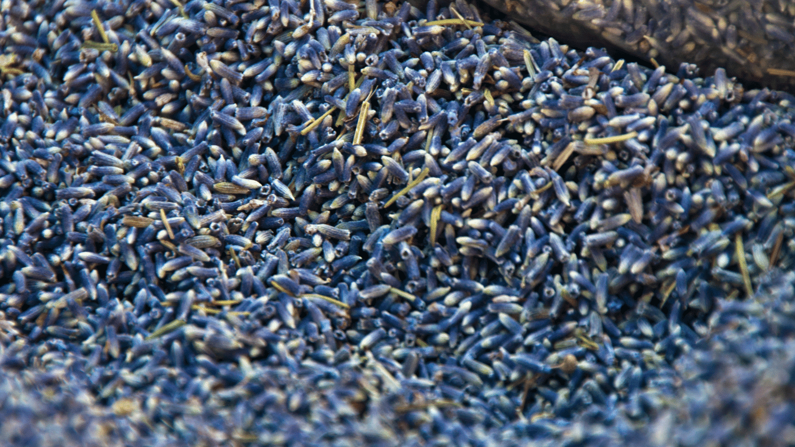 Step-by-Step Guide to Growing Lavender from Seed