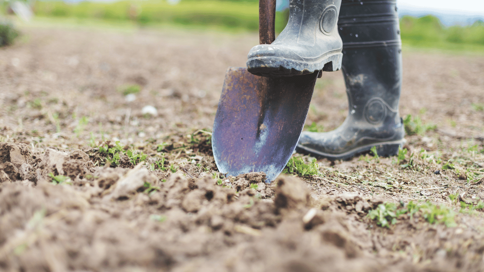 preparing the soil for planting Clover Lawn