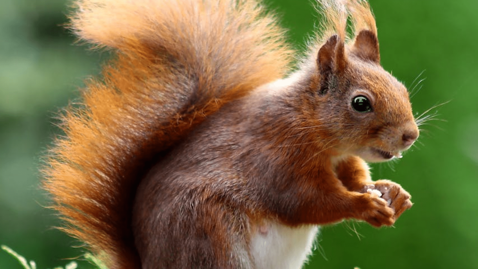 Wildlife Precautions