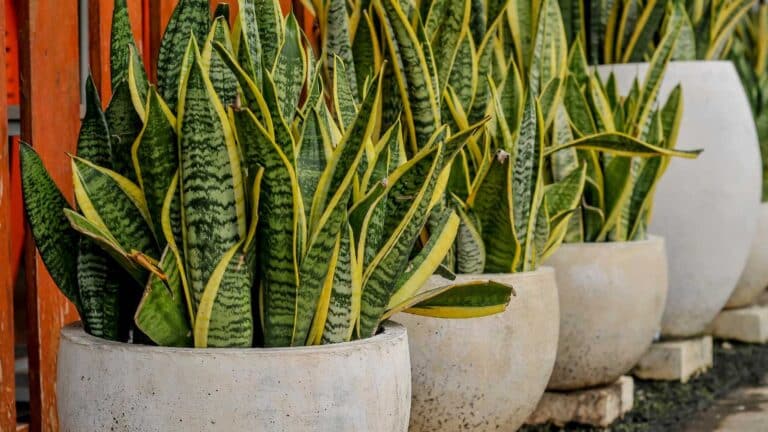 8 Air-Filtering Plants That Naturally Purify Your Indoor Air